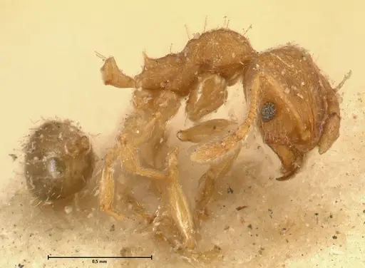 Pheidole parva specimen FOCOL1383 image focol1383_3