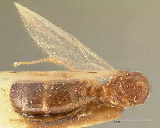 Pheidole parva specimen FOCOL1384 image focol1384_1