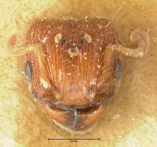 Pheidole parva specimen FOCOL1384 image focol1384_2