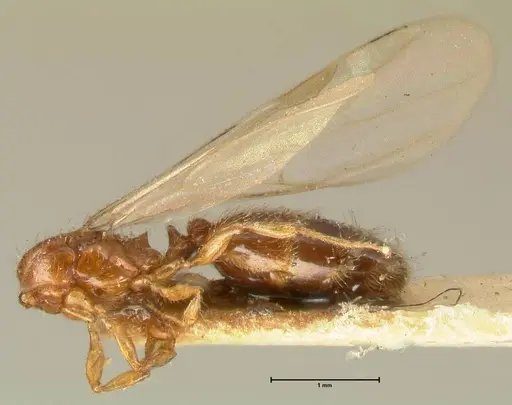 Pheidole parva specimen FOCOL1384 image focol1384_3