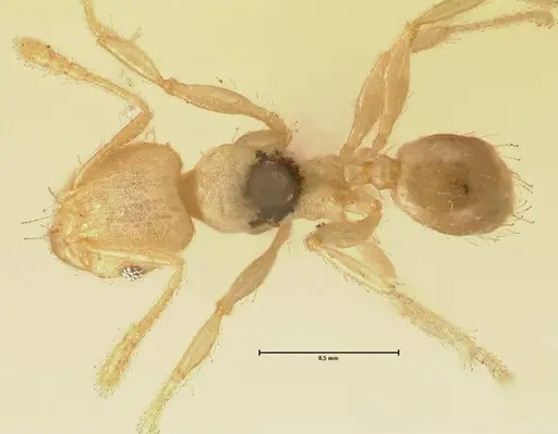 Pheidole parva specimen FOCOL1385 image focol1385_1