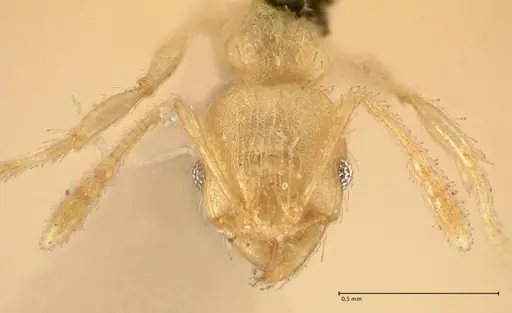 Pheidole parva specimen FOCOL1385 image focol1385_2