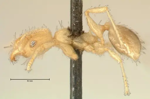 Pheidole parva specimen FOCOL1385 image focol1385_3