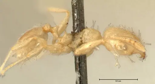 Pheidole parva specimen FOCOL1385 image focol1385_4