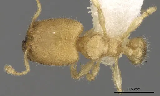 Pheidole parvicorpus specimen CASENT0281687 image casent0281687_1