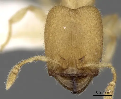 Pheidole parvicorpus specimen CASENT0281687 image casent0281687_2