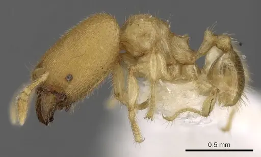 Pheidole parvicorpus specimen CASENT0281687 image casent0281687_3