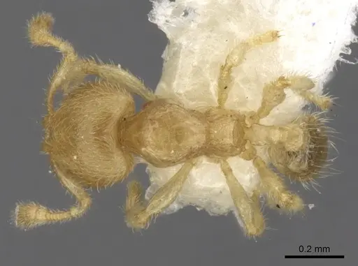 Pheidole parvicorpus specimen CASENT0281688 image casent0281688_1