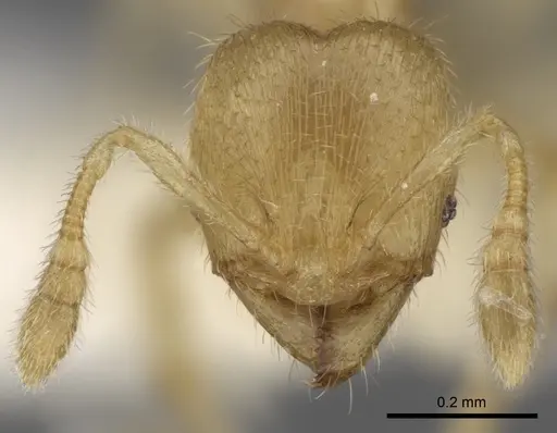 Pheidole parvicorpus specimen CASENT0281688 image casent0281688_2