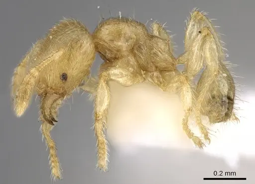 Pheidole parvicorpus specimen CASENT0281688 image casent0281688_3