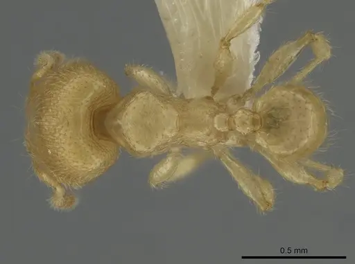 Pheidole parvicorpus specimen CASENT0634724 image casent0634724_1