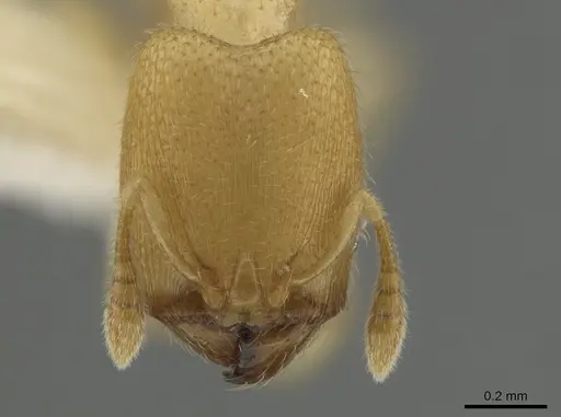 Pheidole parvicorpus specimen CASENT0634724 image casent0634724_2
