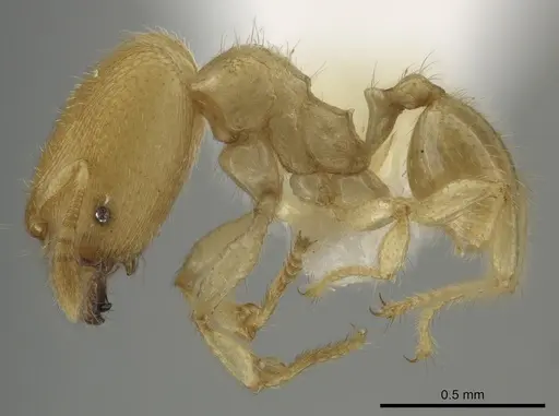 Pheidole parvicorpus specimen CASENT0634724 image casent0634724_3