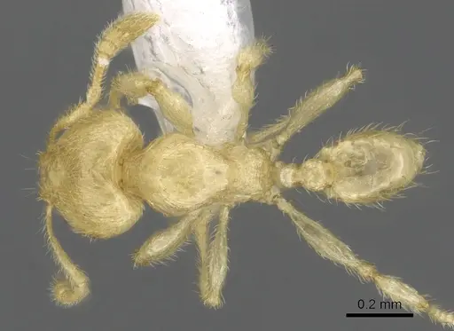 Pheidole parvicorpus specimen CASENT0901646 image casent0901646_1
