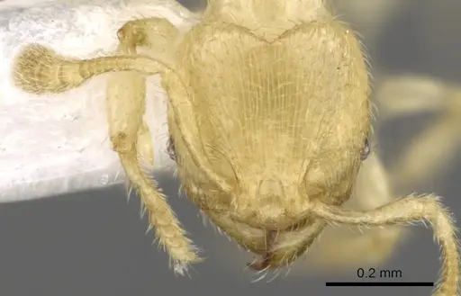 Pheidole parvicorpus specimen CASENT0901646 image casent0901646_2