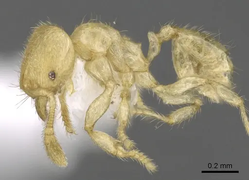 Pheidole parvicorpus specimen CASENT0901646 image casent0901646_3