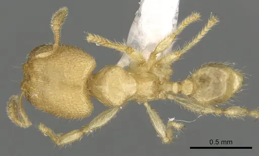 Pheidole parvicorpus specimen CASENT0901647 image casent0901647_1