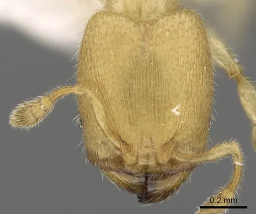 Pheidole parvicorpus specimen CASENT0901647 image casent0901647_2