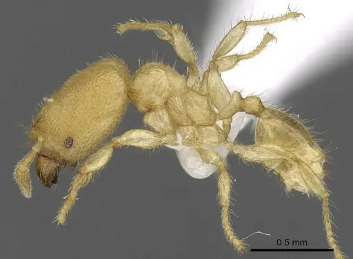 Pheidole parvicorpus specimen CASENT0901647 image casent0901647_3