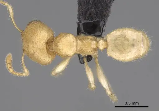 Pheidole parviocula specimen CASENT0029654 image casent0029654_1