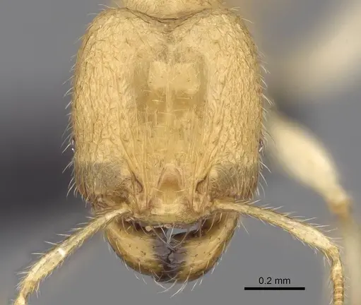 Pheidole parviocula specimen CASENT0029654 image casent0029654_2
