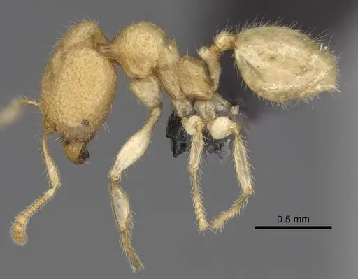 Pheidole parviocula specimen CASENT0029654 image casent0029654_3