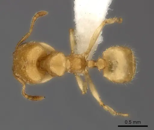 Pheidole parviocula specimen CASENT0235059 image casent0235059_1