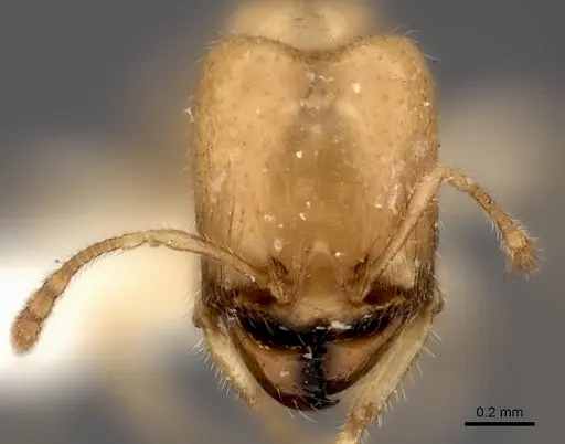 Pheidole parviocula specimen CASENT0235059 image casent0235059_2