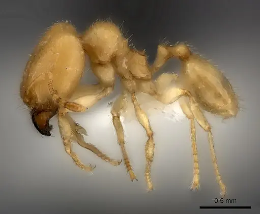 Pheidole parviocula specimen CASENT0235059 image casent0235059_3