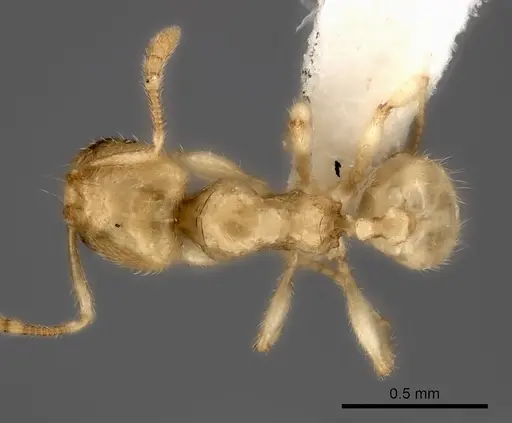 Pheidole parviocula specimen CASENT0235060 image casent0235060_1