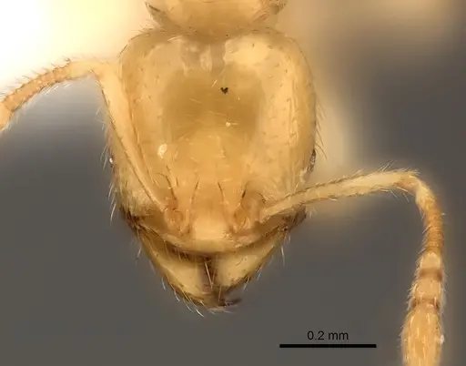 Pheidole parviocula specimen CASENT0235060 image casent0235060_2