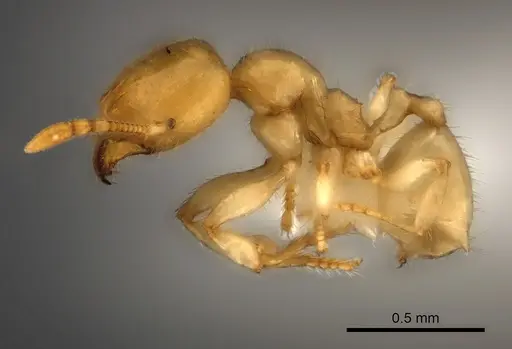 Pheidole parviocula specimen CASENT0235060 image casent0235060_3