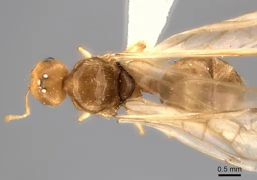 Pheidole parviocula specimen CASENT0235061 image casent0235061_1