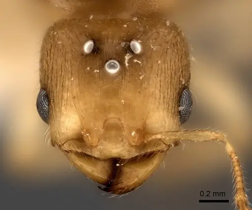 Pheidole parviocula specimen CASENT0235061 image casent0235061_2