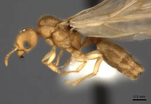 Pheidole parviocula specimen CASENT0235061 image casent0235061_3