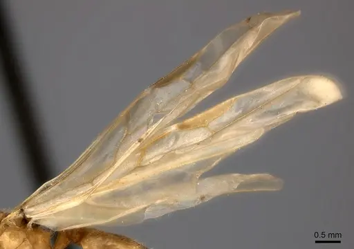 Pheidole parviocula specimen CASENT0235061 image casent0235061_4