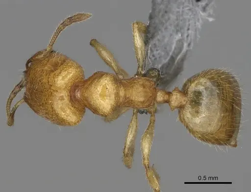 Pheidole parviocula specimen CASENT0303345 image casent0303345_1