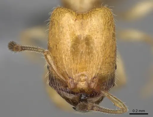 Pheidole parviocula specimen CASENT0303345 image casent0303345_2