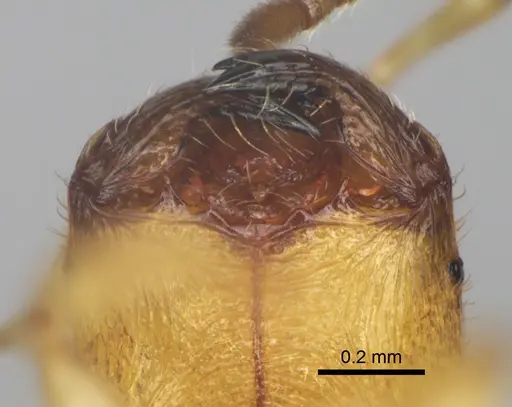 Pheidole parviocula specimen CASENT0303345 image casent0303345_3