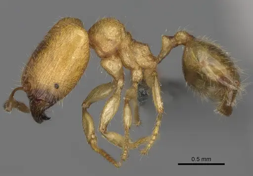Pheidole parviocula specimen CASENT0303345 image casent0303345_4