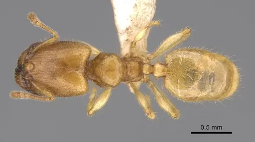 Pheidole parviocula specimen CASENT0319249 image casent0319249_1