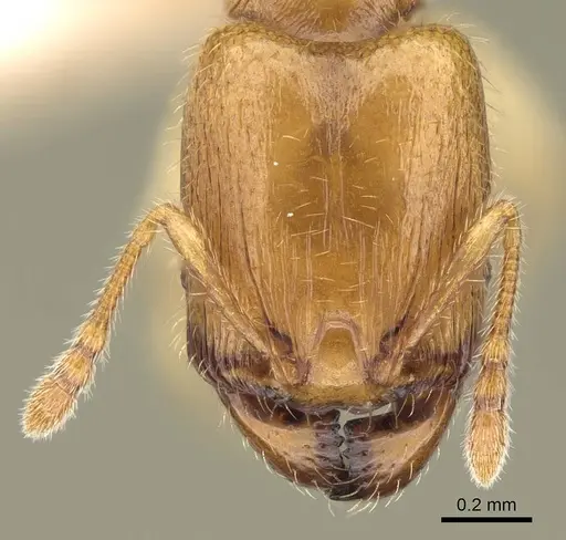 Pheidole parviocula specimen CASENT0319249 image casent0319249_2
