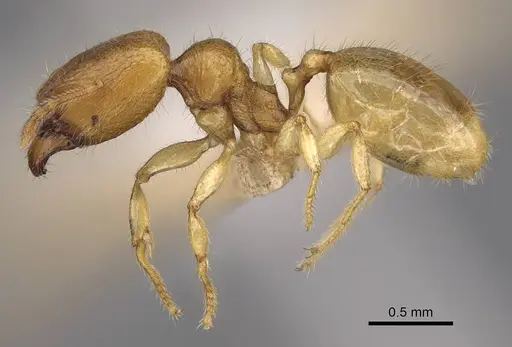 Pheidole parviocula specimen CASENT0319249 image casent0319249_3