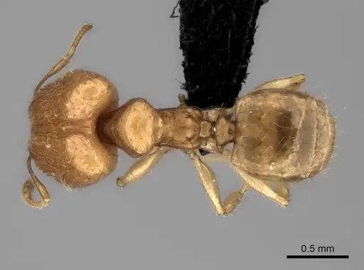 Pheidole parviocula specimen CASENT0464274 image casent0464274_1