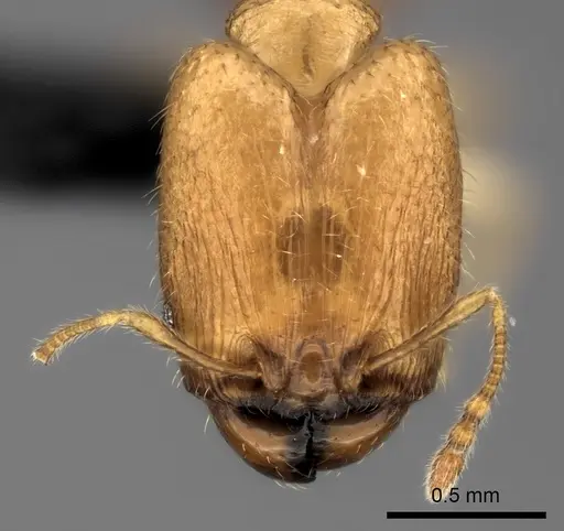 Pheidole parviocula specimen CASENT0464274 image casent0464274_2
