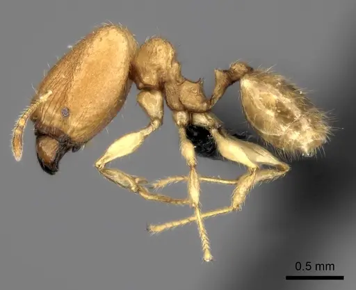Pheidole parviocula specimen CASENT0464274 image casent0464274_3