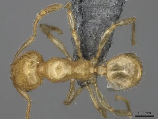 Pheidole parviocula specimen CASENT0923187 image casent0923187_1