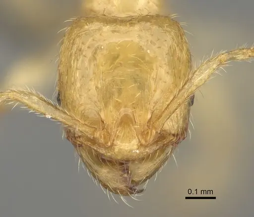 Pheidole parviocula specimen CASENT0923187 image casent0923187_2