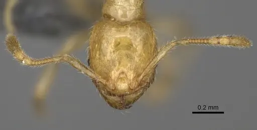 Pheidole parviocula specimen CASENT0923187 image casent0923187_3