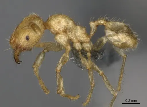 Pheidole parviocula specimen CASENT0923187 image casent0923187_4